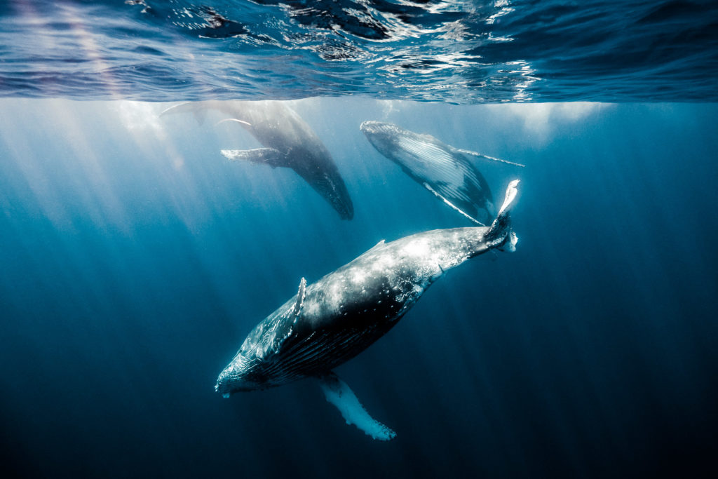 Baleines à bosse sur l'île de la Réunion