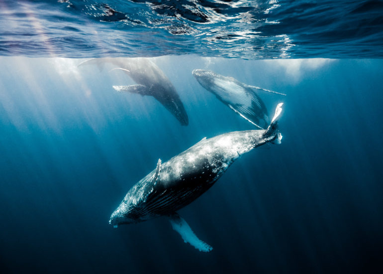 Baleines à bosse sur l'île de la Réunion