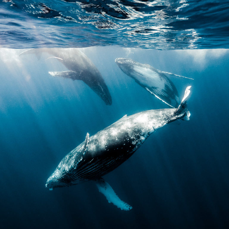 Baleines à bosse sur l'île de la Réunion