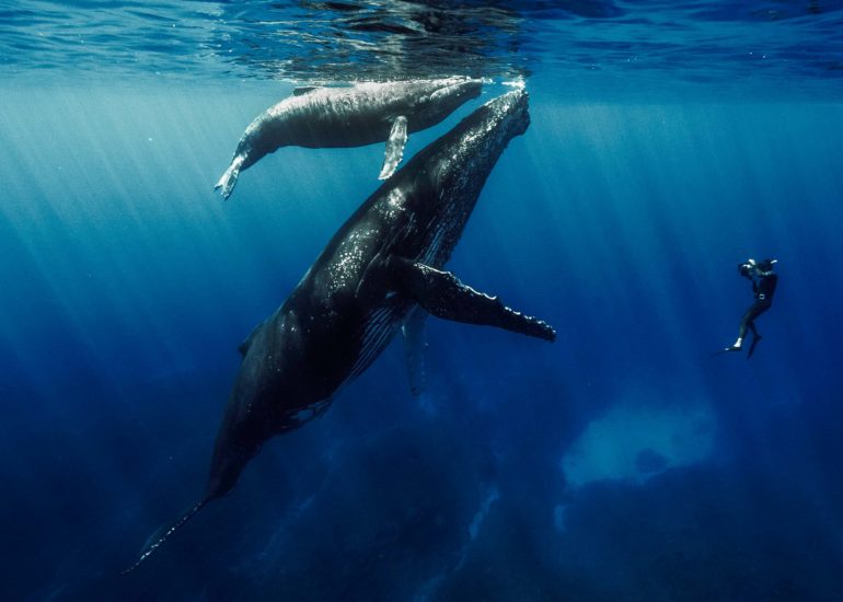 un photographe aquatique en apnée rencontre deux baleines à bosse sur le littoral Réunionnais, et ils se font face