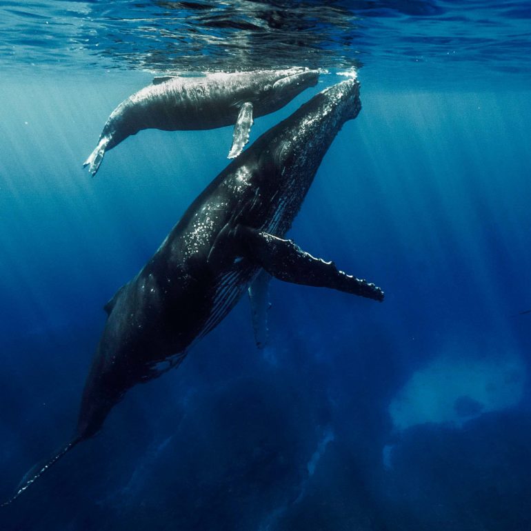 un photographe aquatique en apnée rencontre deux baleines à bosse sur le littoral Réunionnais, et ils se font face